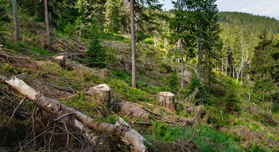 A Pilisi Parkerdő a tarvágásos rendeletről: Van tartalék, az erdő, mint zöld tőke nincs veszélyben