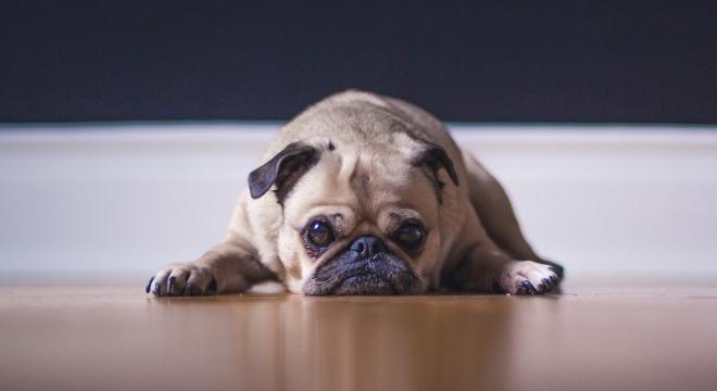A kutyák egyik gyakori fertőző betegsége, a kennelköhögés