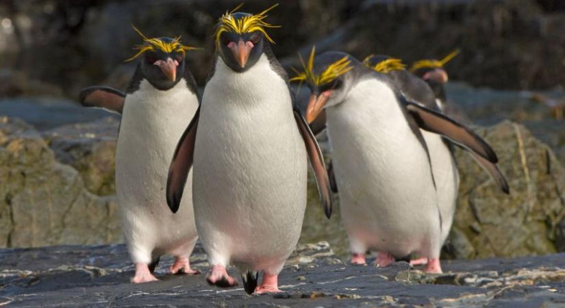 Megölték az edinburghi állatkert legöregebb pingvinjét, Mrs. Wolowitzot