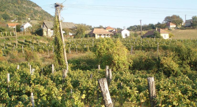 Rekord alacsony szőlőtermés várható idén: ennek is mi isszuk meg a levét