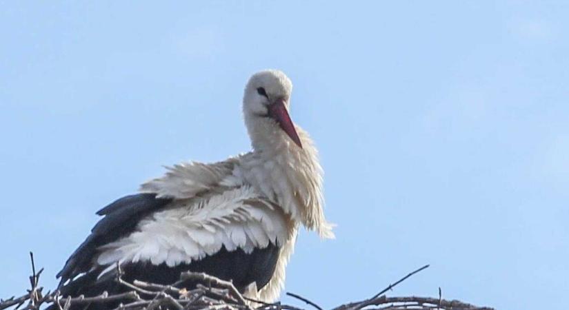 Sorra pusztulnak Vas megyében a gólyák – De mit tesz ez ellen az E.ON?