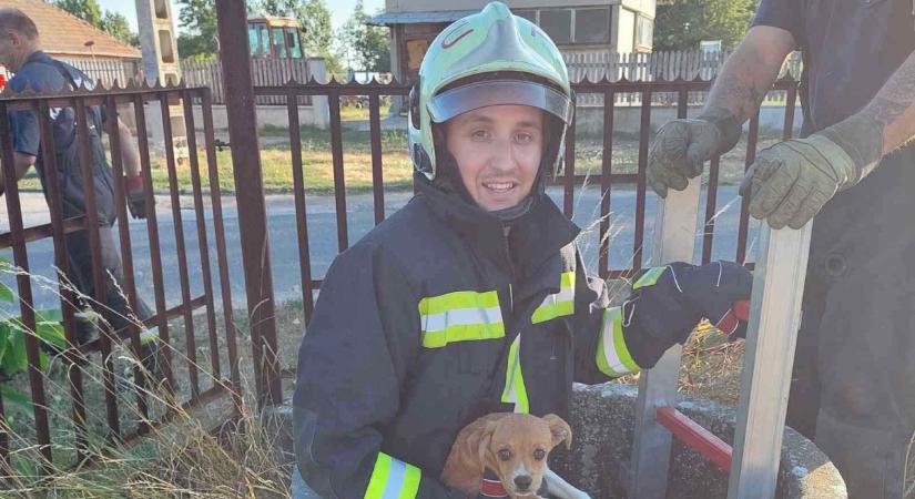 Kiskutyát mentettek a tűzoltók Tiszatarjánban