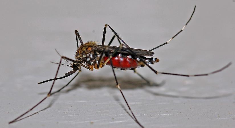 51 ezer hektáron lesz szúnyoggyérítés a héten