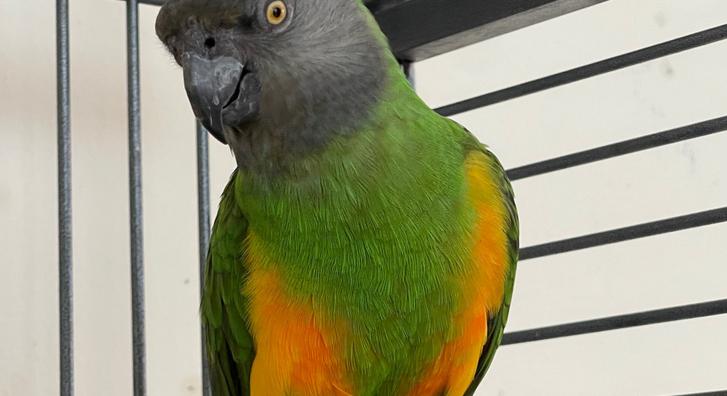 Hét év után került haza az elveszett papagáj