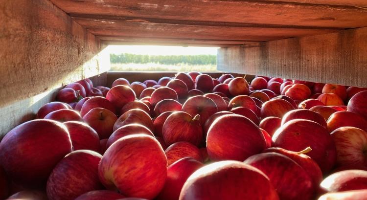 Nagy tolongás az európai almapiacon, az ukránok is jönnek