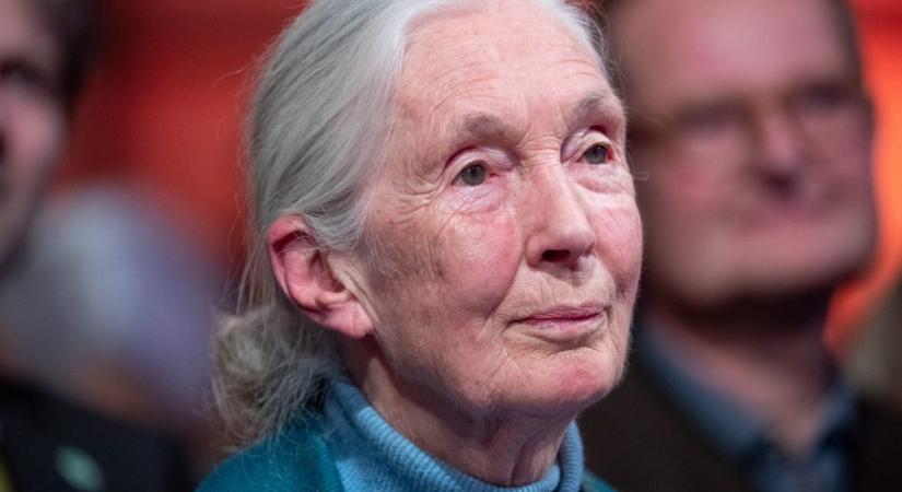 Jane Goodall a magyaroknak: védjétek meg az erdeiteket