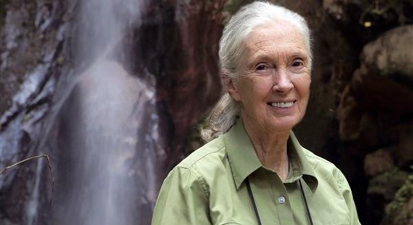 Jane Goodall: “Gyermekeitek jövője érdekében arra kérlek benneteket, hogy tegyetek meg mindent az értékes erdeitek védelmében”