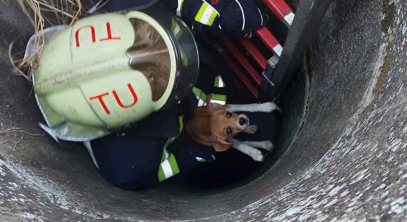 Tűzoltók kútból mentettek ki egy kiskutyust Tiszatartjánban