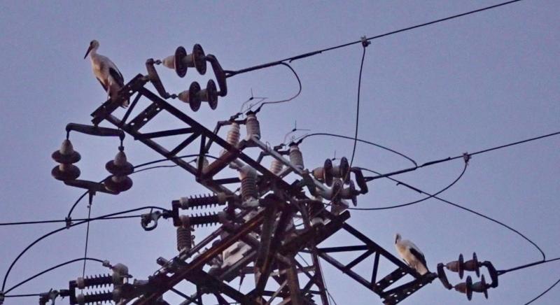 Sorra pusztulnak Vas megyében a gólyák – de mit tesz ez ellen az áramszolgáltató?
