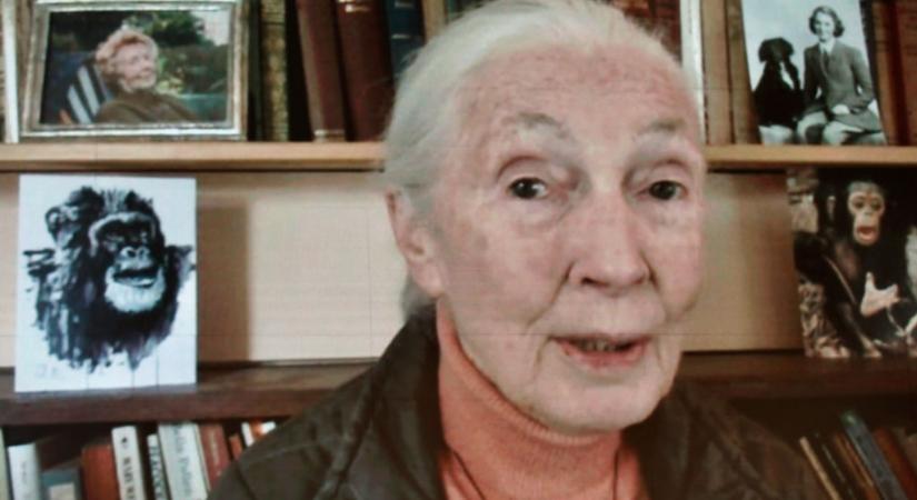 Jane Goodall videóban üzent a magyaroknak az erdőkitermelés kapcsán