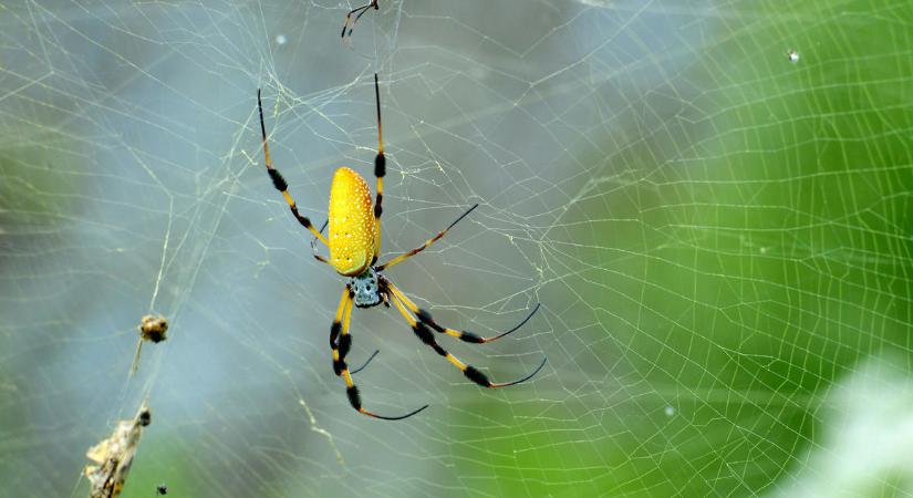 Gyógyászati célra fejlesztenének géleket pókselyemből svéd kutatók