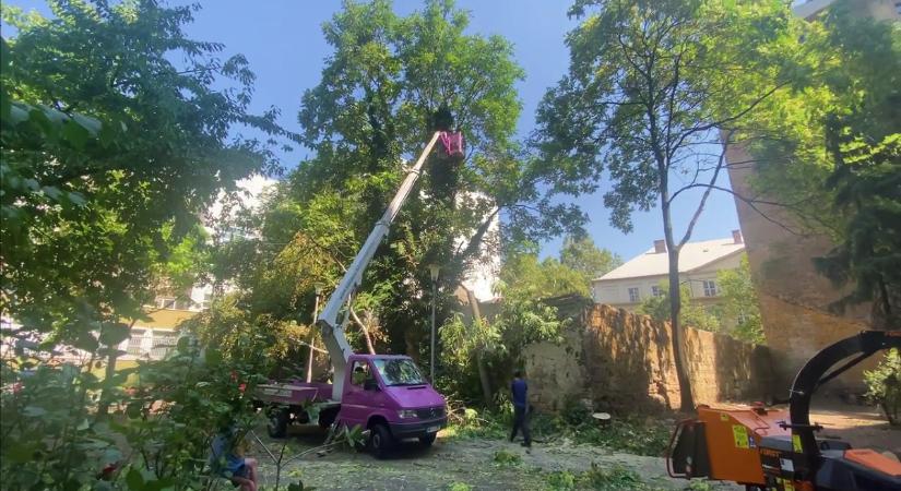 Ferencvárosi Fidelitas (Facebook): Több tucat fát vágnak ki éppen Ferencvárosban (videó)