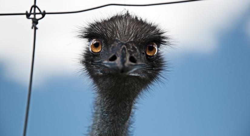 A nagy emuháború: így győzte le az ausztrál hadsereget egy csapat madár