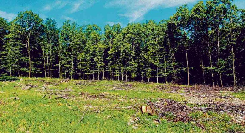 Párbeszéd: kisebb lesz a kár a védett erdőkben, de a miniszteri utasítás nem írja felül a rendeletet