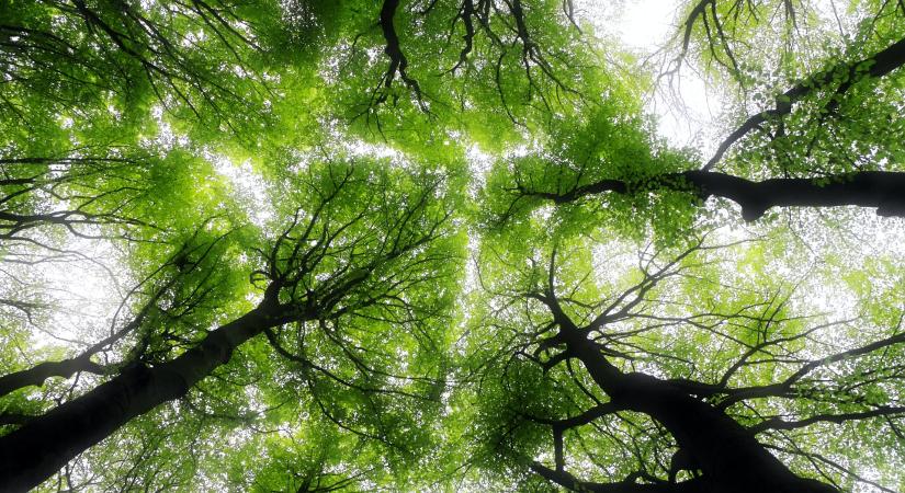 Változás: mégsem lehet természetvédelmi területen fákat kivágni!