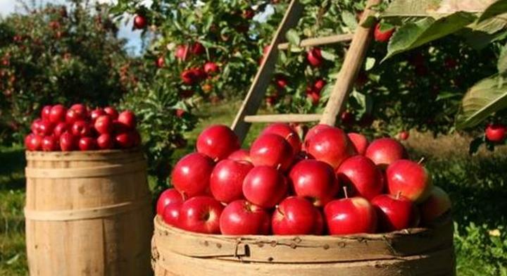 Fruitveb: rendkívül gyenge lehet az idei almatermés