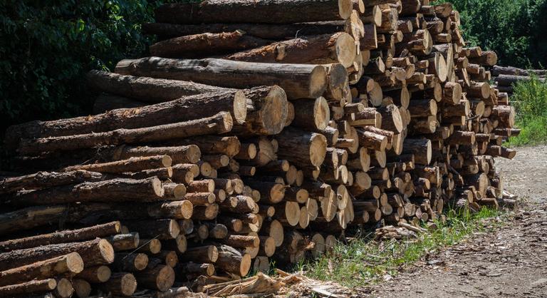A WWF Magyarország szerint az erdők továbbra sincsenek teljes biztonságban
