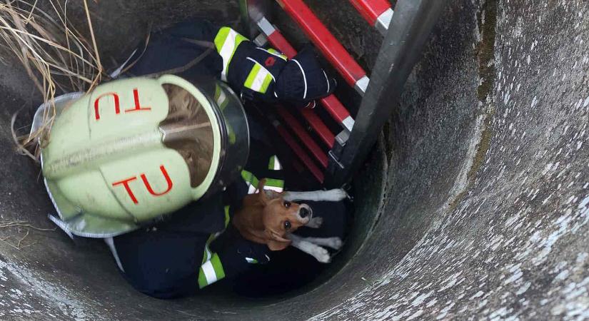 Kútba pottyant kutyát mentettek a tűzoltók Tiszatarjánon