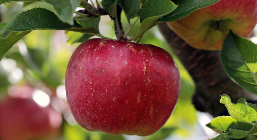 Fruitveb: Minden idők egyik leggyengébb almatermése várható az idén