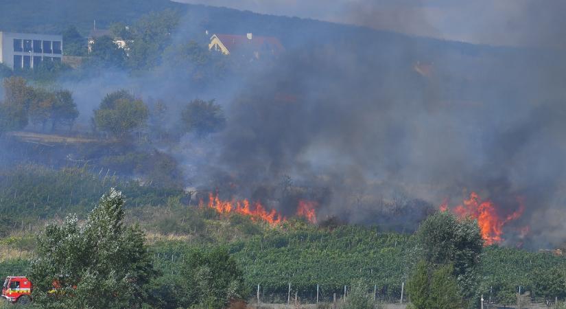 Szőlőültetvények égnek Récsén, tűzoltók küzdenek a lángokkal