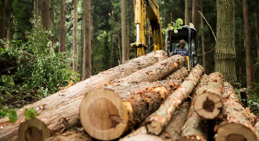 Megjött a reakció: az "erdőpusztító" rendelet teljes visszavonását kérik