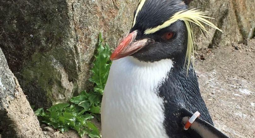 Egy róka megölte az edinburghi állatkert legöregebb pingvinjét