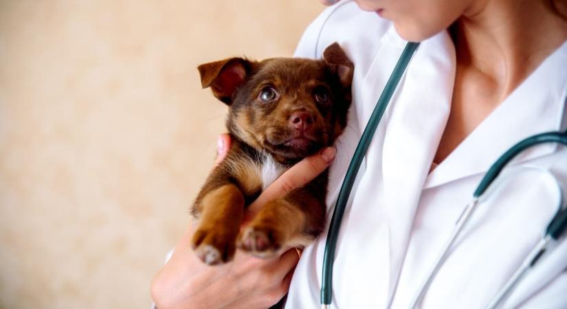 Kutya az állatorvosnál - Ezért fontos a rendszeres állapotfelmérés