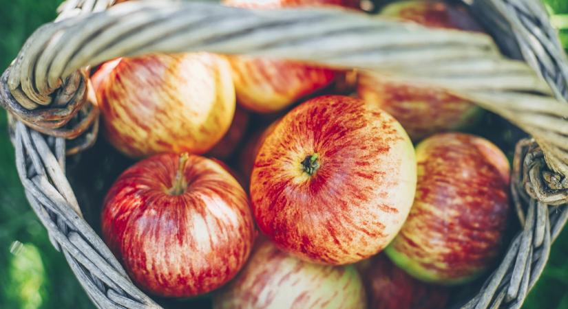 Meglepő, ami az almával történt idén Olaszországban: ennek most örülhetnek a gazdák