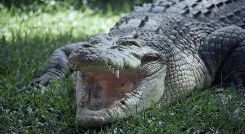 Az invazív vaddisznók mentették meg a kihalástól az ausztrál bordás krokodilokat