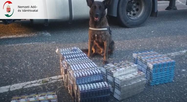 Több száz doboz adózatlan cigarettát szagolt ki a szolgálati kutya (Video)