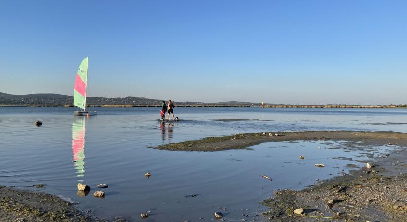 Harcsavírus pusztíthatja a Velencei-tó halait