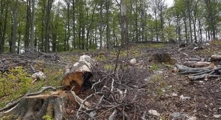 Ellenzéki pártok: meghátrált a kormány a védett erdők ügyében