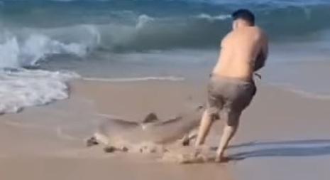 Cápával birkózó strandolót videóztak le