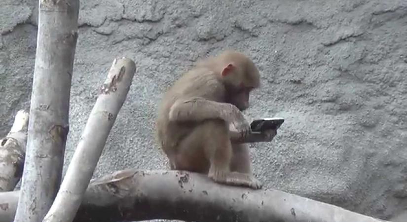 Telefont lopott, majd rögtön fel is adta magát egy majom