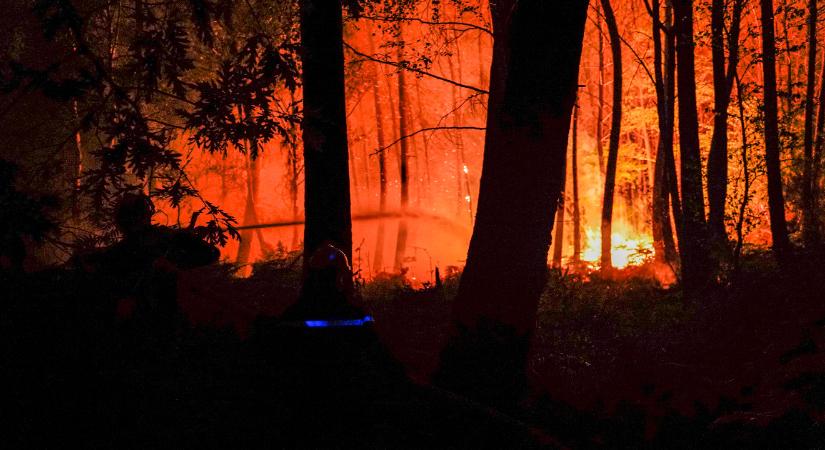 2021-ben egy Portugália méretű erdőterület égett le a világon