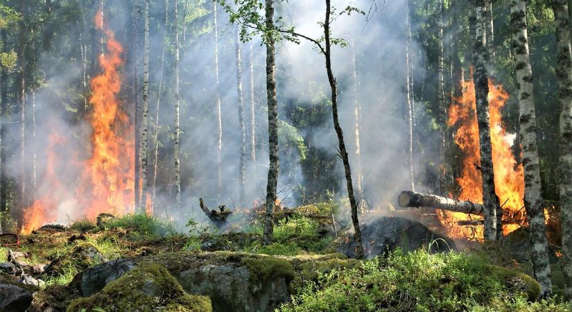 Közel duplájára nőtt a leégett fák mennyisége a világon húsz év alatt