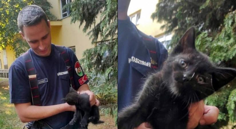 Autó motorterébe szorult kiscicát mentettek a tűzoltók Debrecenben