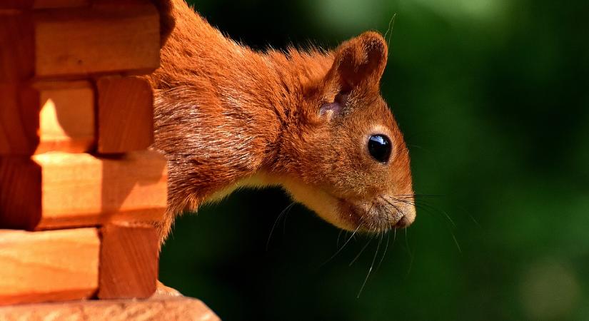Minden, amit még nem tudtál a mókusokról