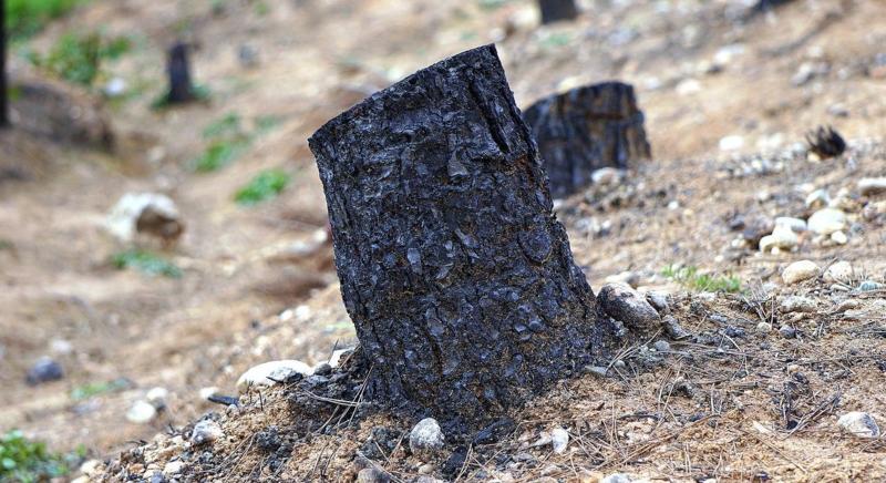 A világon húsz év alatt közel kétszerese lett a leégett fák mennyisége