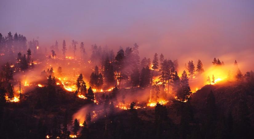 Majdnem megkétszereződött a leégett fák mennyisége a világon