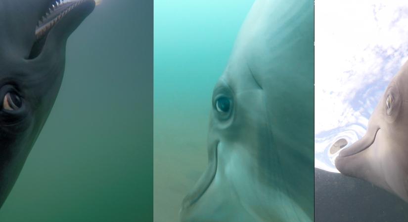 Kamerát kötöttek a haditengerészeti delfinekre, ezt látják