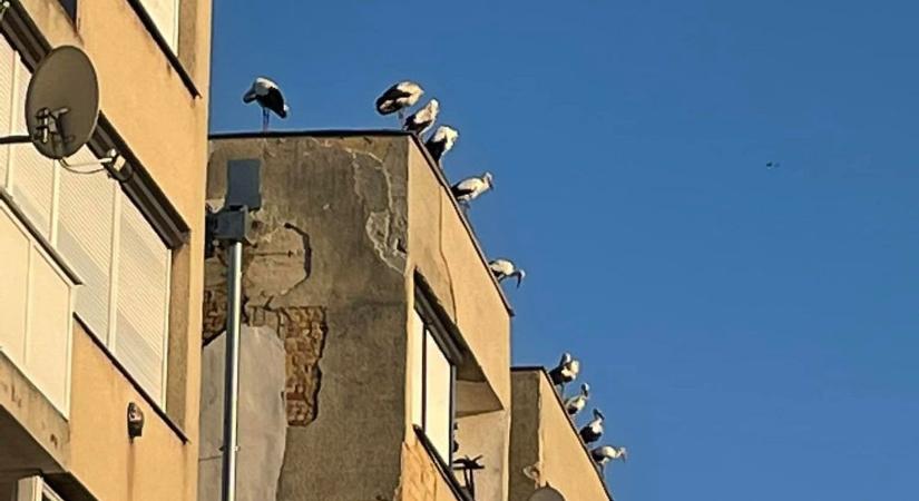 Ellepték a fehér gólyák a baranyai kisvárost