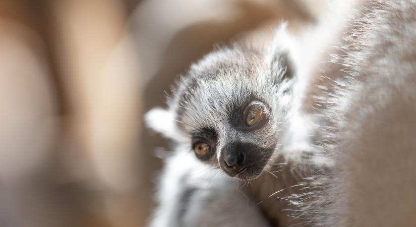 Ikerpár született a debreceni állatkert madagaszkári őslakosainál, most elnevezheti őket