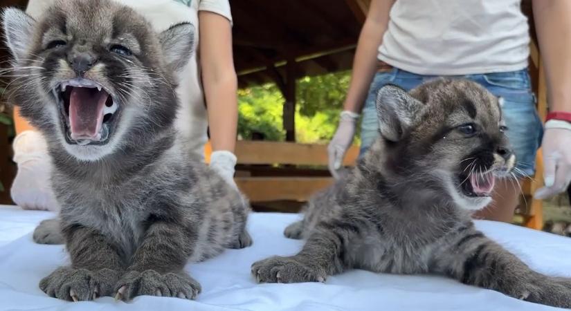 Extracukik a Nyíregyházi Állatpark kis pumái - túl vannak az első orvosi vizsgálatukon (videó)