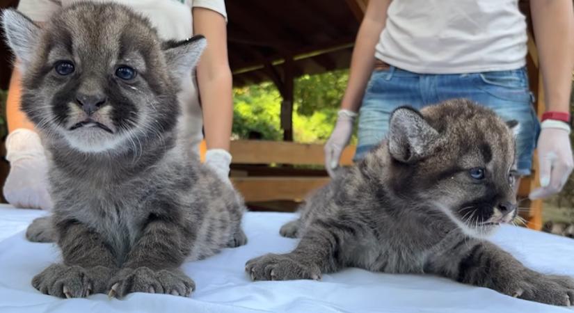 Pumaikrek születtek a Nyíregyházi Állatparkban (VIDEÓ)