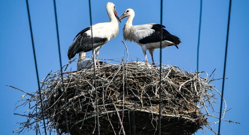 Drasztikusan csökken a fehér gólyák állománya megyénkben
