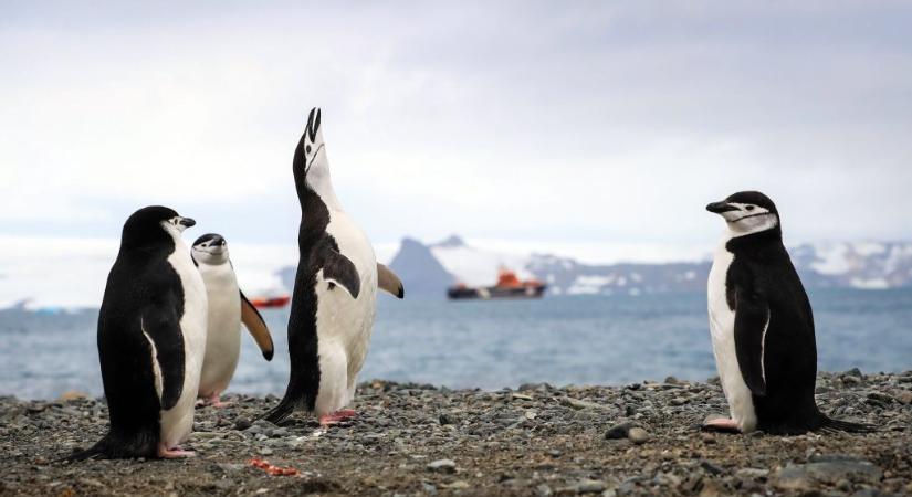 Egy kitalált antarktiszi ország nevében csaltak ki milliókat
