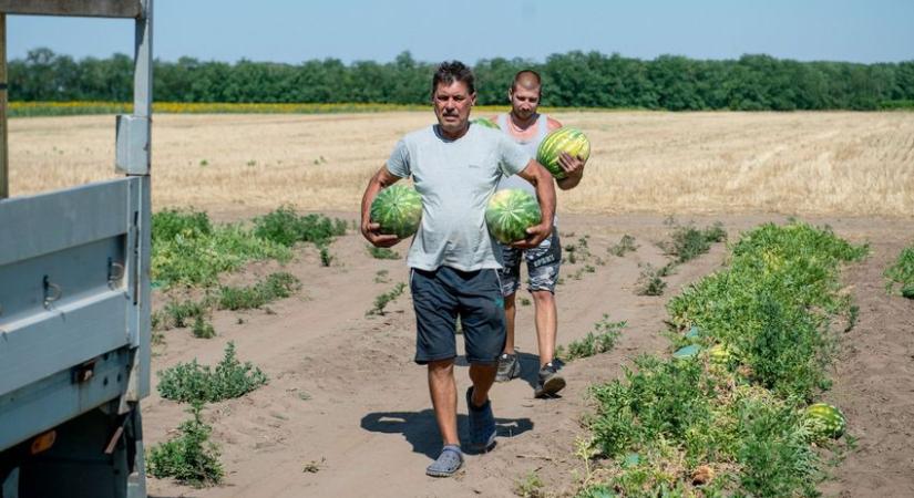 Jól alakul a szezon a dinnyetermelőknek Magyarországon