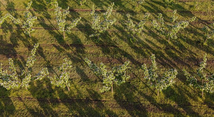 Birsfát fogadhatnak örökbe Tolna megye legnagyobb ültetvényén
