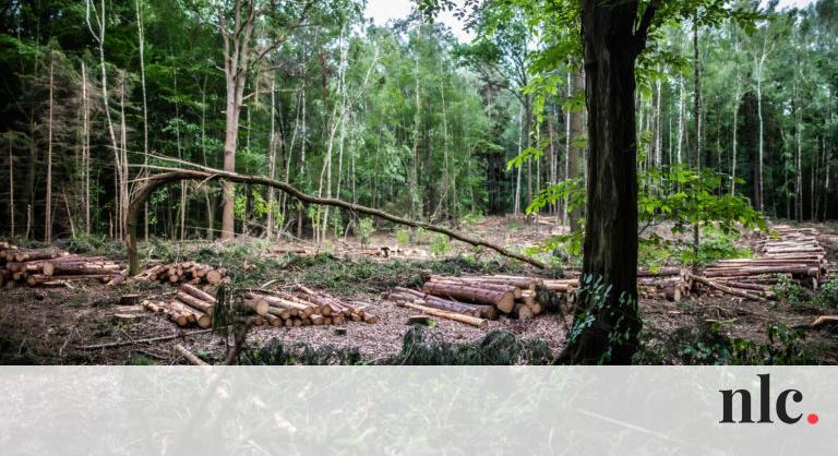 Mi lesz ezután az erdőkkel? – Kérdések és válaszok nagy port kavart tűzifa-rendeletről